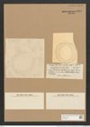 Campylodiscus bicinctus Castr. (de-Toni-Nr.: Genus 57, Species 2464) Zeichnungen Sammlung Grunow Nr. 4963 (NHMW-BOT-W0373188)